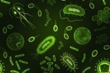 Beneficial Microbes