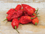 Red Bhut Jolokia Pepper or Ghost