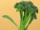 Calabrese Green Sprouting Broccoli