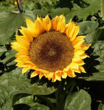 Sunflower Sun Spot Dwarf Cola