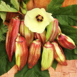 Okra Hill Country Heirloom Red