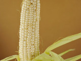 Stowell's Evergreen Sweet Corn