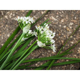 Chives - Chinese